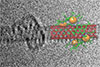 Los metalociclos abrazan nanotubos de carbono